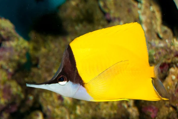 Amarelo Longnose Borboleta em Aquário — Fotografia de Stock