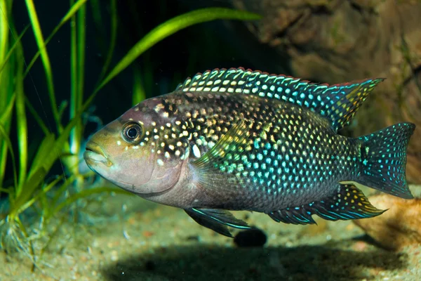 Jack Dempsey ciclide — Foto Stock