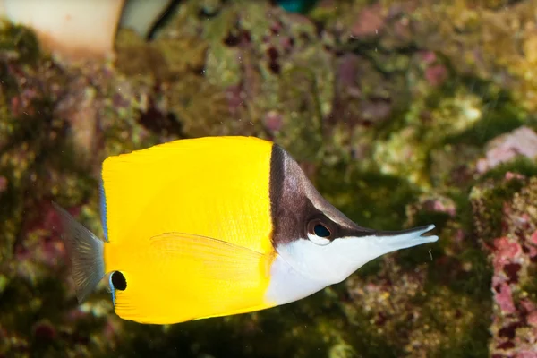 Gelber Longnose-Schmetterling im Aquarium — Stockfoto