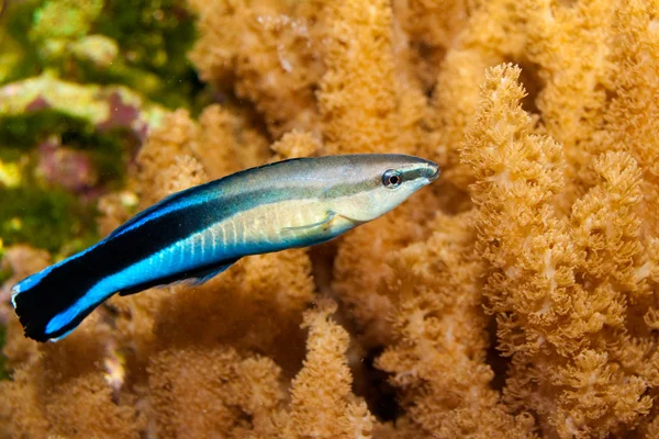 Blå strike renare wrasse — Stockfoto