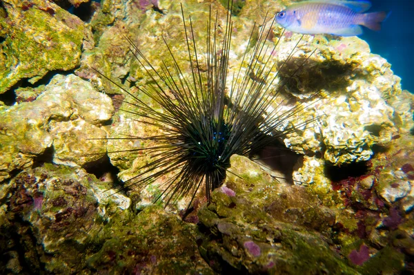 Black Longspine Urchin in Aquarium — Stock Photo, Image