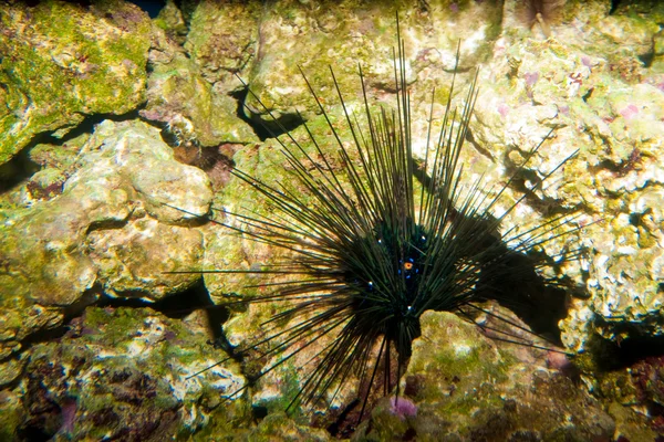 Oursin noir à longues épines en aquarium — Photo