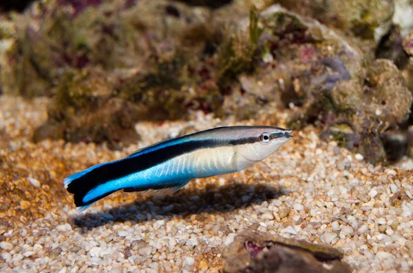 Blue strike cleaner wrasse — Stock Photo, Image