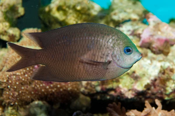 Tüskés Chromis akvárium — Stock Fotó