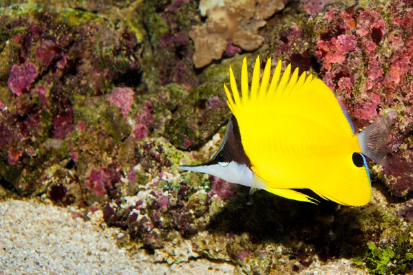 Mariposa de nariz larga amarilla en acuario — Foto de Stock