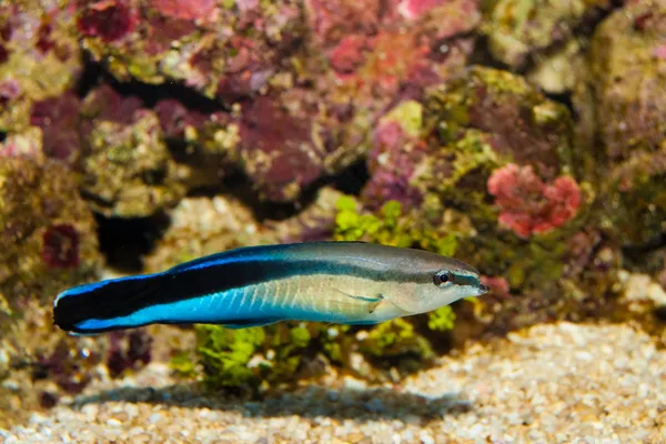 Azul huelga limpiador wrasse —  Fotos de Stock