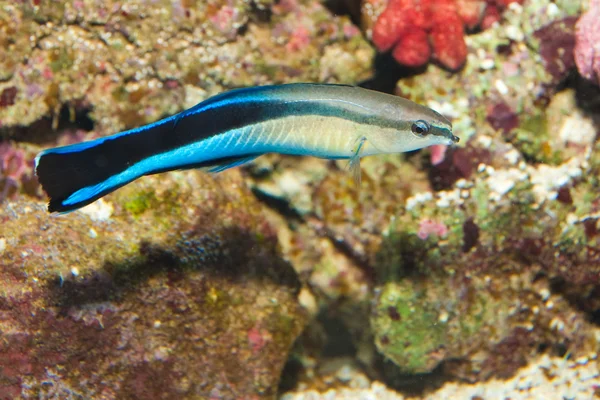 Blue strike cleaner wrasse — Stock Photo, Image