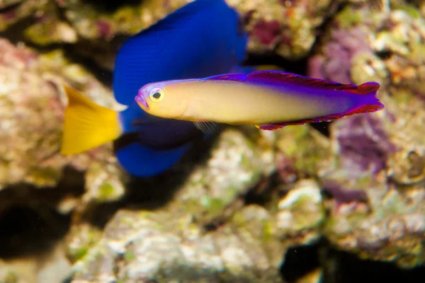 Purpurfische (nemateleotris decora) im Aquarium — Stockfoto