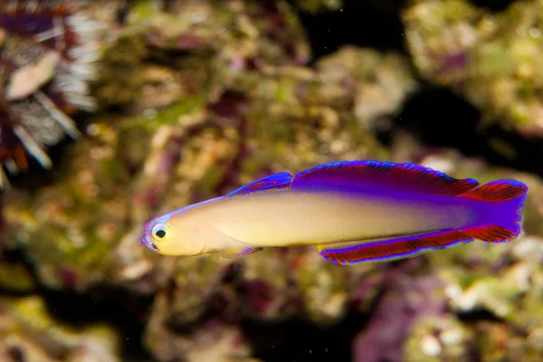 Luciérnaga púrpura (Nemateleotris decora) en acuario —  Fotos de Stock