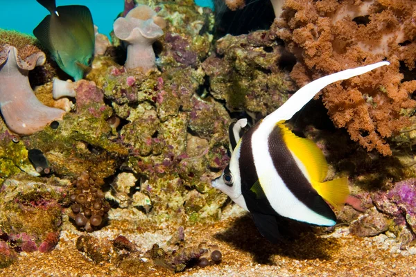 Peixe-bandeira da palangreira — Fotografia de Stock