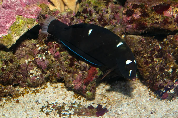 Černá velšské pyskoun (Coris gaimard) v akváriu — Stock fotografie