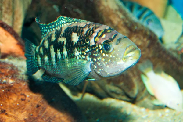 Jack Dempsey Cichlid — Fotografia de Stock