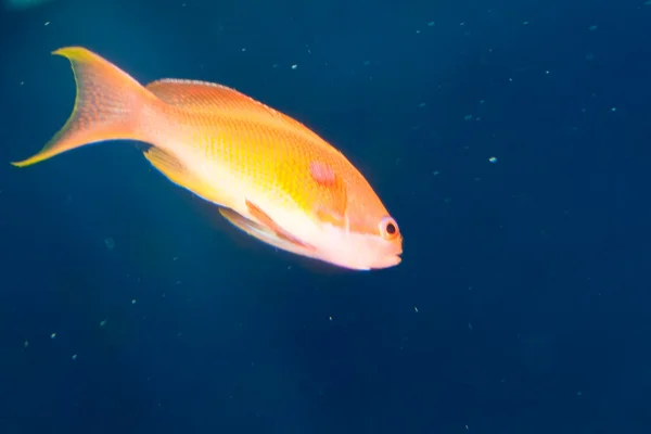 Anthias vis in het aquarium — Stockfoto