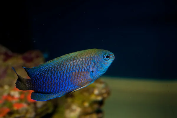 Allens 또는 네온 Damselfish — 스톡 사진