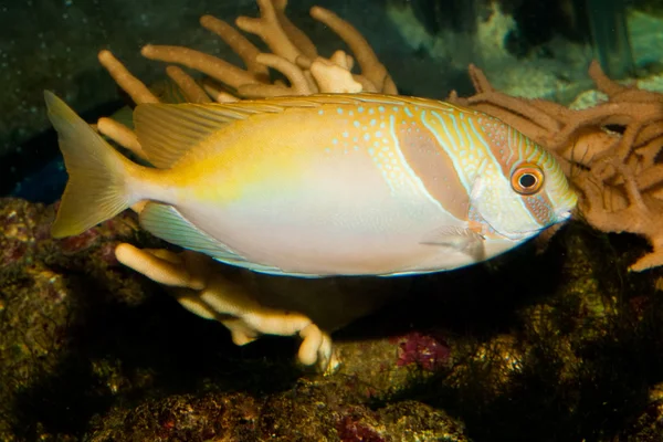 Два бородатых кролика (Siganus virgatus) ) — стоковое фото