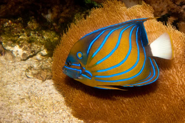 Голубое кольцо ангела (Pomacanthus annularis ) — стоковое фото