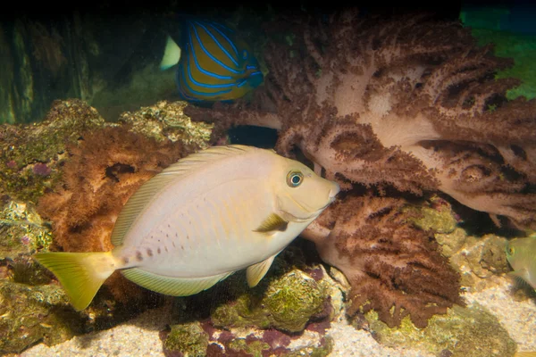 Razor Surgeonfish — Stock Photo, Image