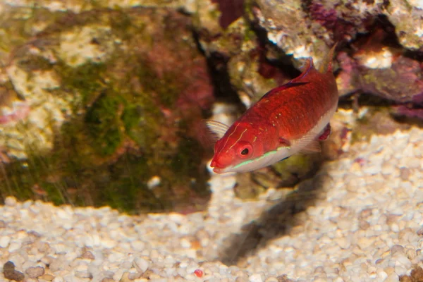 Longfin víla pyskoun v akváriu — Stock fotografie