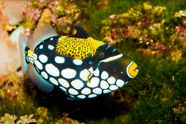 Clown Triggerfish in Aquarium Royalty Free Stock Photos