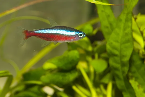 Neon Cardinal Fish Stock Image