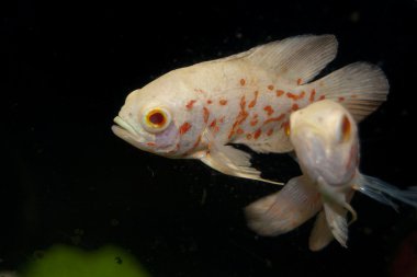 White and Orange Oscar Fish in Aquarium