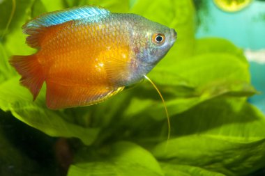 Dwarf Gourami in Aquarium
