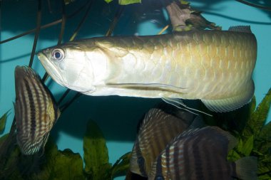 Silver arowana akvaryum