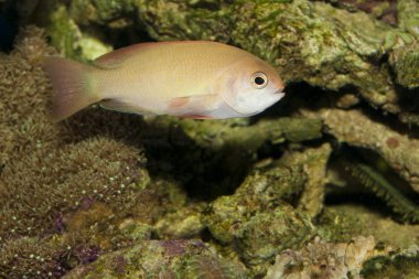 anthias Balık Akvaryum
