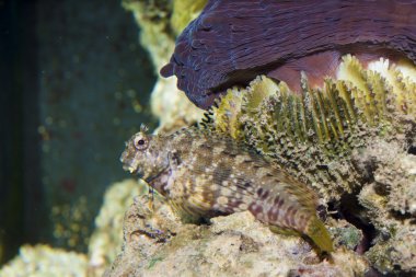 Çim biçme blenny akvaryum