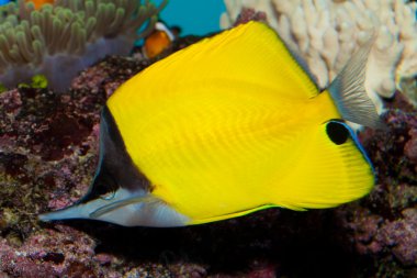 Sarı longnose butterflyfish