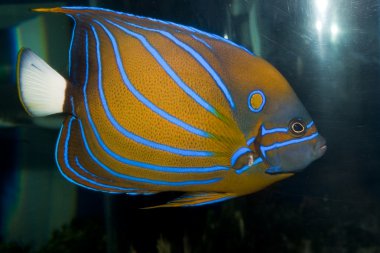 Mavi halka Angelfish (Pomacanthus annularis)