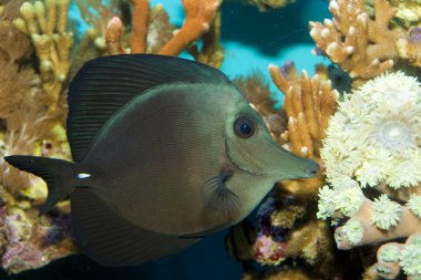 siyah longnose sailfin tang