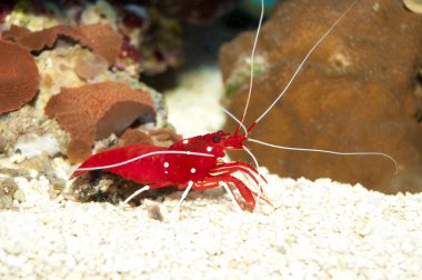 Yangın ya da Debelius karides (Lysmata debelius)