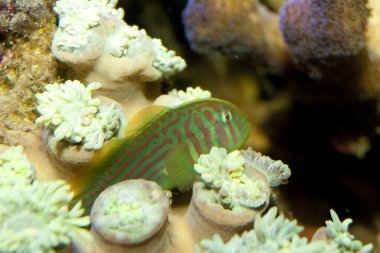 Yeşil palyaço kaya balığı (Gobiodon atrangulatus)