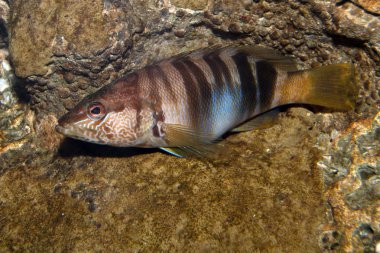 Boyalı Comber (Serranus scriba)