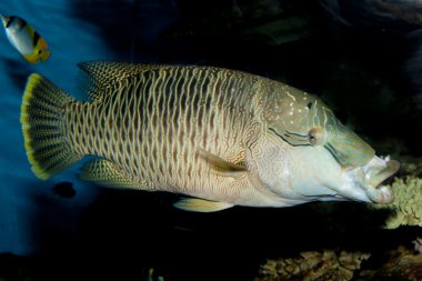 Humphead Wrasse (Cheilinus undulatus)