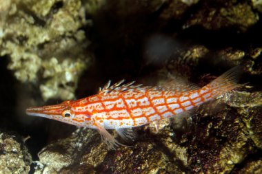 Uzun burunlu Şahin Balığı (Oxysirhites typus)