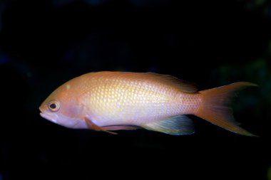 Perakende anthias (Pseudanthias squamipinnis)