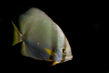 Orbicular Batfish (Platax orbicularis)