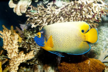 Blueface or Yellowface or Yellowmask Angelfish (Pomacanthus xant clipart