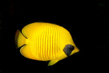 Bluecheek Butterflyfish (Chaetodon semilarvatus)