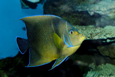 Kur'an melek balığı (Pomacanthus semicirculatus)