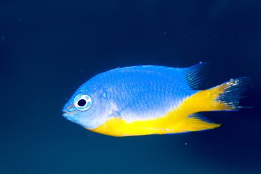 Masmavi ederler (Chrysiptera hemicyanea)