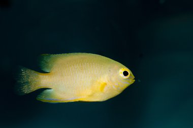 Sarı ederler