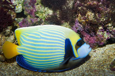 İmparator Melek Balığı