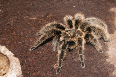 siyah kadife tarantula