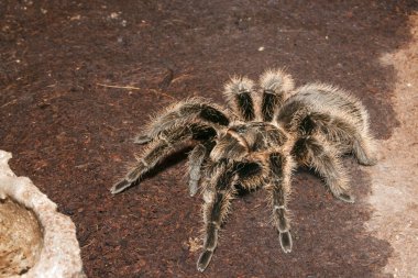 siyah kadife tarantula