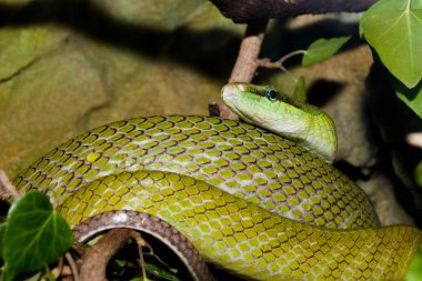 terrarium içinde kırmızı kuyruklu yeşil ratsnake
