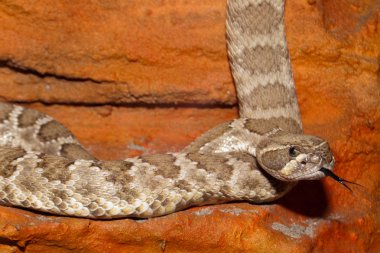 Texas diamondback çıngıraklı yılan