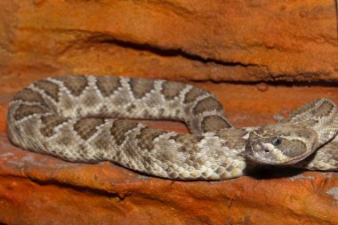 Diamondback çıngıraklı yılan
